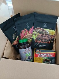 MysteryBox Arboreal Gecko