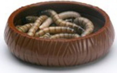 Mealworm Dish