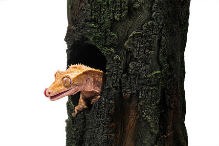 Gecko Tree 