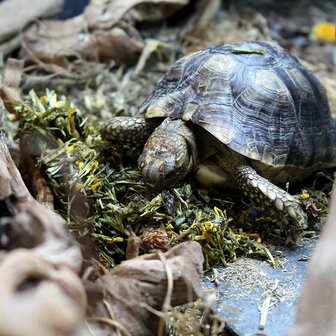 Earth Pro - Tortoise Food, 500gr 