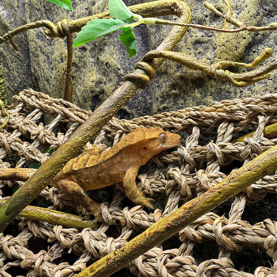 TD Reptile Relaxer 1