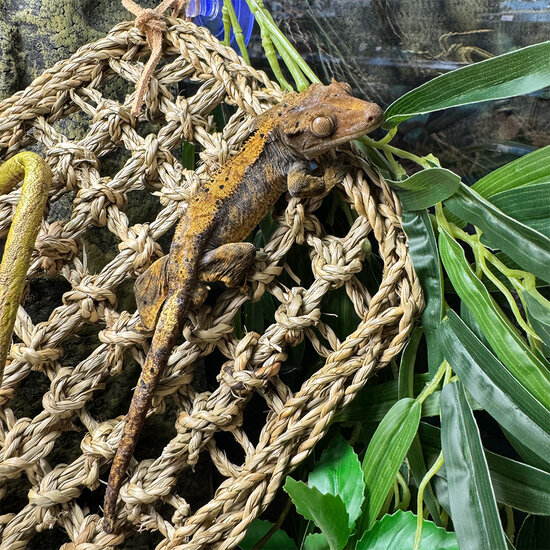 TD Reptile Relaxer 3