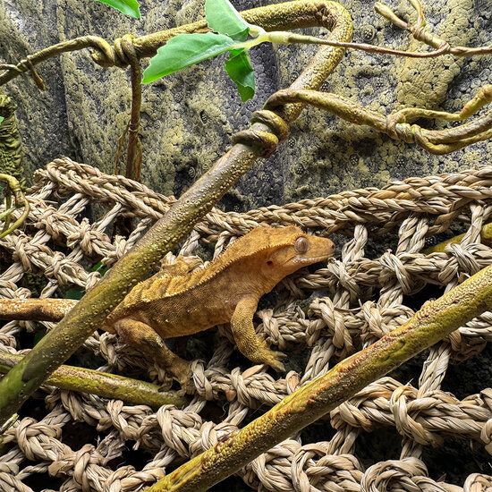 TD Reptile Relaxer 3