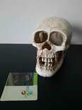 P2W - Human Skull 